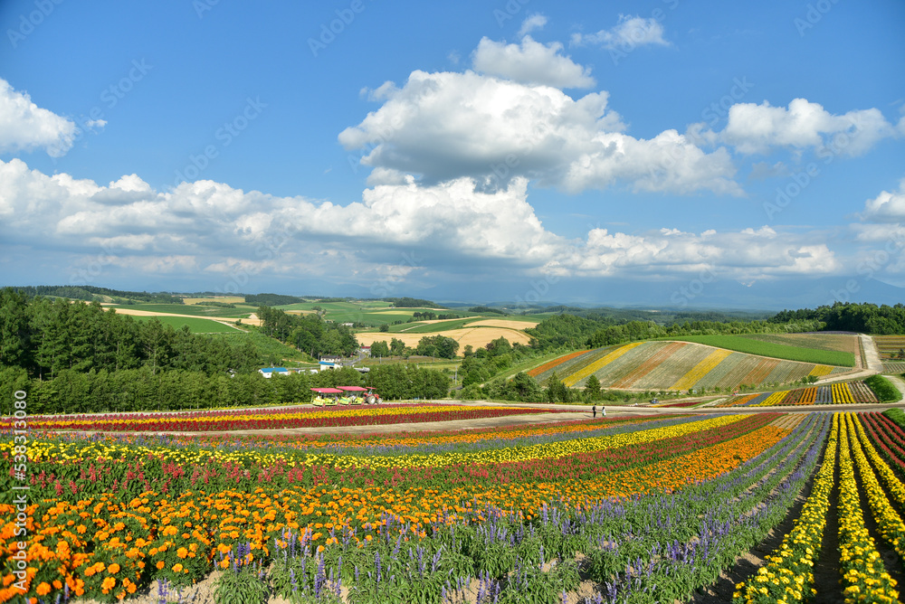 丘に咲いている綺麗な花畑の風景