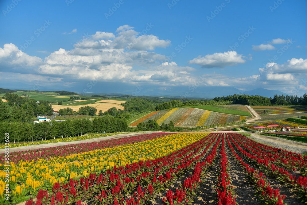 丘に咲いている綺麗な花畑の風景
