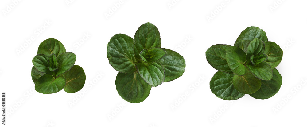 Set of small green leaves of mint isolated on white Set of small green leaves of mint isolated on white