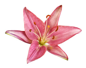 Coral lily flower isolated on transparent background