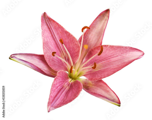 Coral lily flower isolated on transparent background