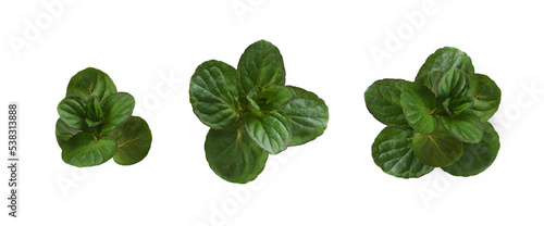 Set of small green leaves of mint isolated on white