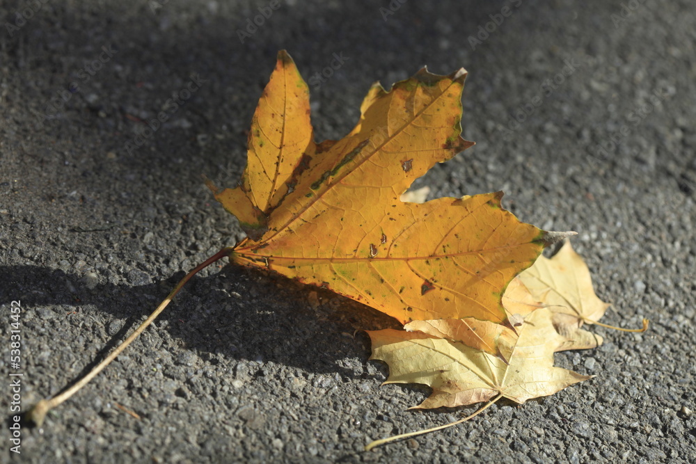 Colorful autumn leaves and plants Colorful autumn leaves and plants