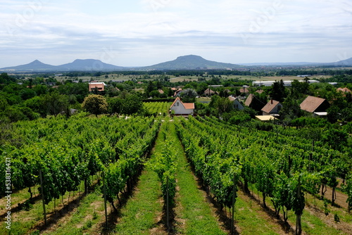 green vineyard with hills