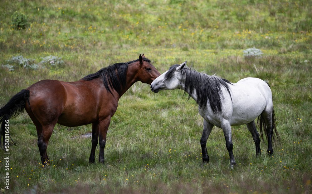 Two Horse close up portrait in motion against green background Two Horse close up portrait in motion against green background
