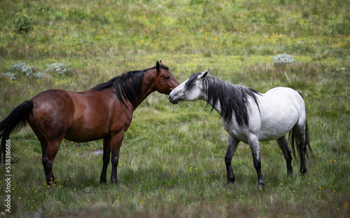 Two Horse close up portrait in motion against green background