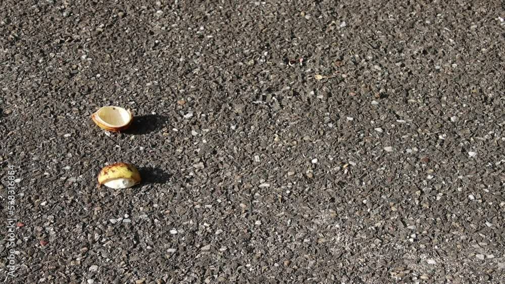 Chestnut falling on the pavement and falling apart Chestnut falling on the pavement and falling apart