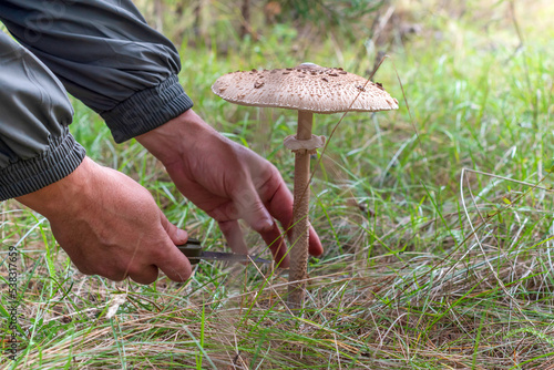 Umbrella mushroom grows in the forest.Macrolepiota procera.Mushroom picker harvests.Selective focus