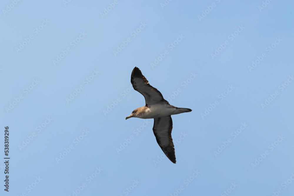 Bird flying high with spread wings from underneath. Cory's Shearwater (Calonectris diomedea) are common on the canary islands.
Bird flying high with spread wings from underneath. Cory's Shearwater (Calonectris diomedea) are common on the canary islands.
