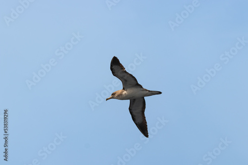 Bird flying high with spread wings from underneath. Cory s Shearwater  Calonectris diomedea  are common on the canary islands. 