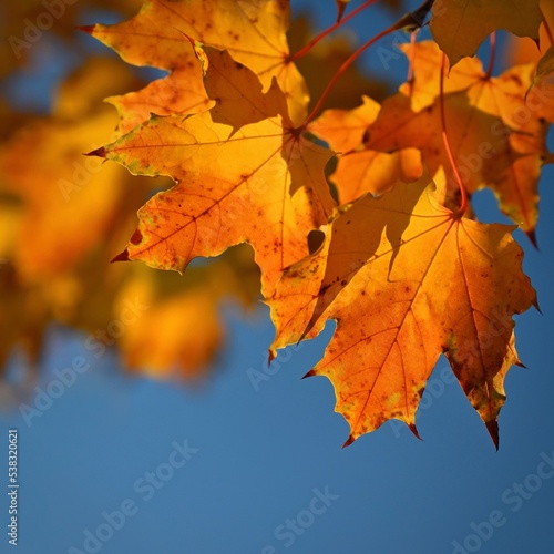 Autumn. Beautiful colorful leaves on trees in autumn time. Natural seasonal color background for fall.
