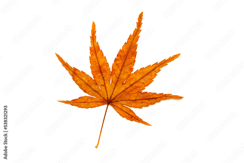 Autumn leaves on a white background isolated. Collection of colorful fallen autumn leaves. Autumn leaves on a white background isolated. Collection of colorful fallen autumn leaves.