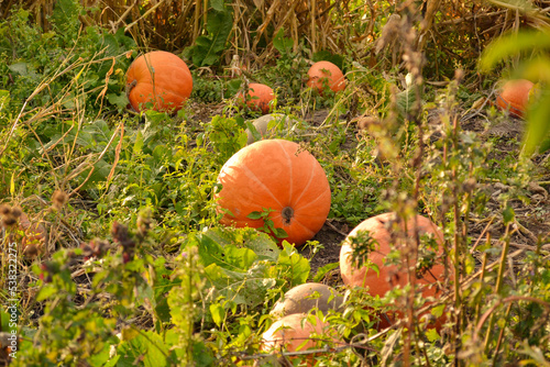 Pumpkin field. Red pumpkins lie on the ground. Semi-dry tops. Harvest agriculture.