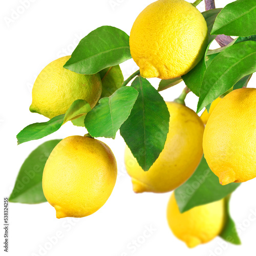 Lemons on a branch, transparency