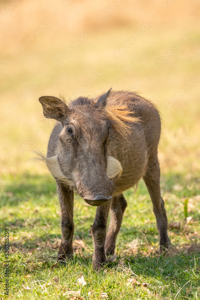 A warthog (Phacochoerus africanus) grazing, Sabi Sands Game Reserve, South Africa. A warthog (Phacochoerus africanus) grazing, Sabi Sands Game Reserve, South Africa.
