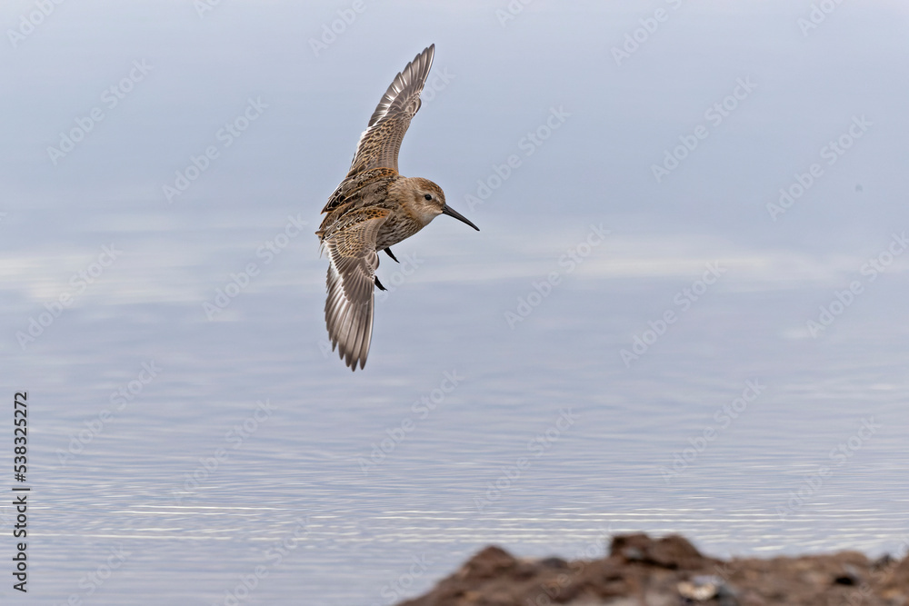A dunlin (Calidris alpina) in flight during fall migration on the beach. A dunlin (Calidris alpina) in flight during fall migration on the beach.