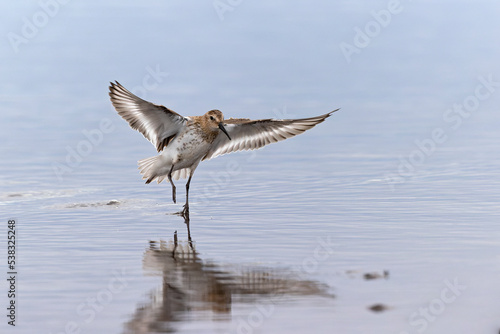 A dunlin (Calidris alpina) in flight during fall migration on the beach. photo