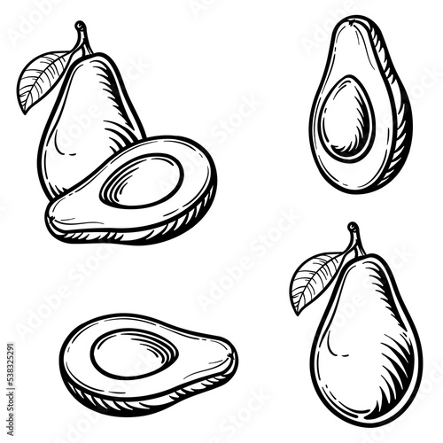 Whole avocado and half an avocado isolated on white background. Vector illustration of fruit in engraving style.