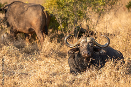 Cape buffalo bull   Syncerus caffer   Sabi Sands Game Reserve  South Africa.