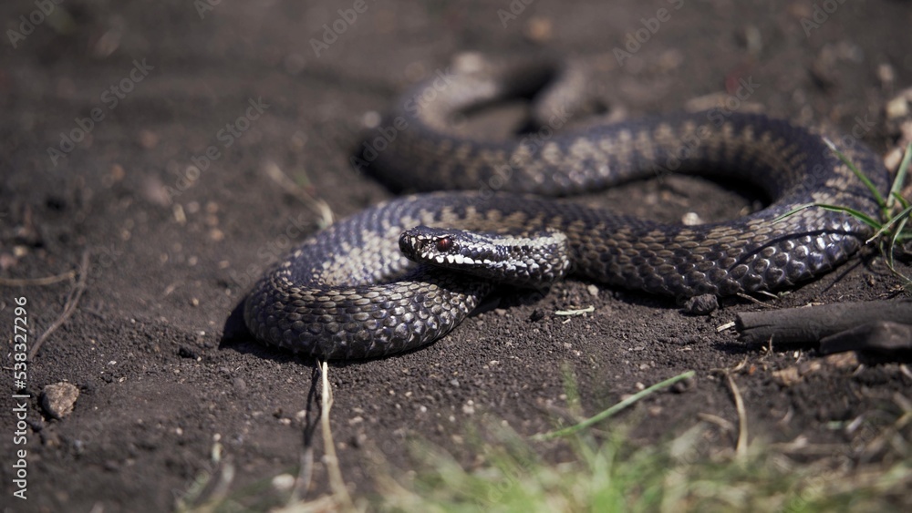 Venomous adder viper snake (Vipera berus) attack and bite Venomous adder viper snake (Vipera berus) attack and bite