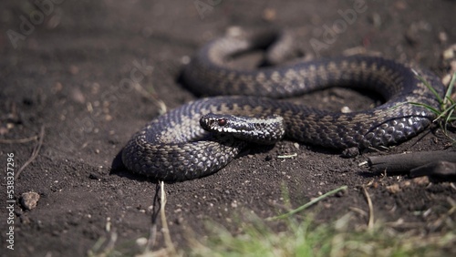 Bild auf Leinwand Venomous adder viper snake (Vipera berus) attack and bite