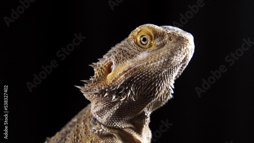 a very beautiful lizard sits on a stone. Pogona Vitticeps or Bearded Dragon. Australian Agama
