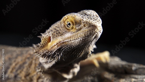 Pogona Vitticeps, bearded dragon, macro