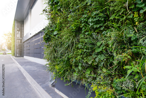 Vertical garden on a green wall. Environmentally friendly urban space photo