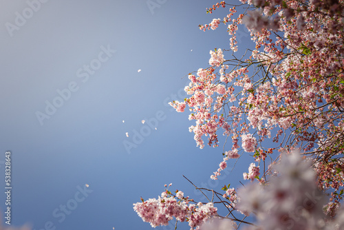 Blurred cherry blossom against the sky. Japanese garden in blossom.