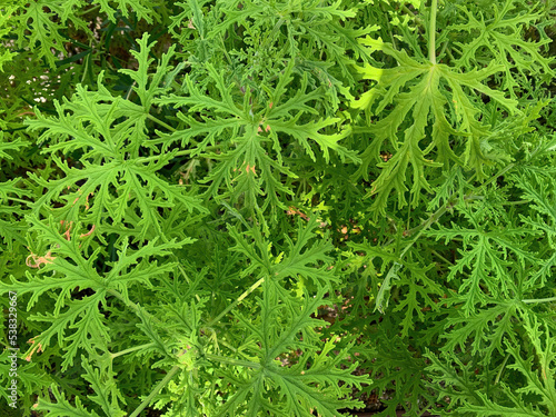 Citronella pelargonium green leaves closeup