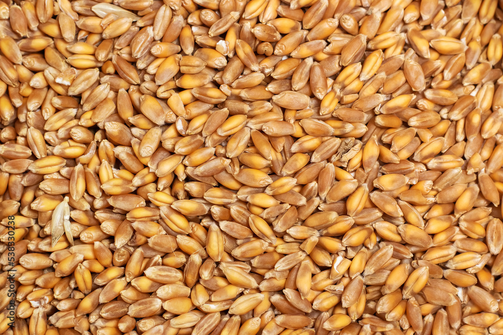 Background of hard red winter wheat grain Background of hard red winter wheat grain
