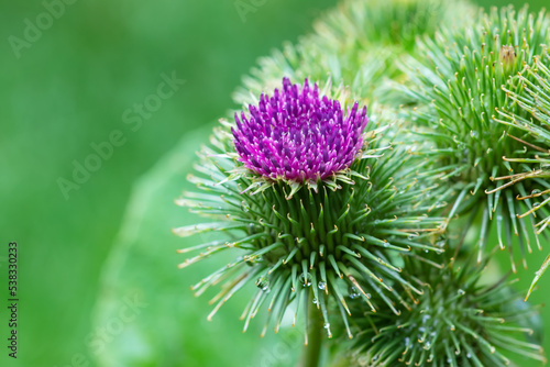 Leinwand Poster Greater burdock or edible burdock flowers, Arctium lappa
