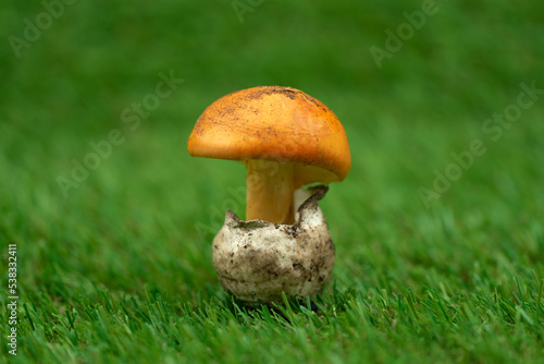 close-up of king egg on a grassy background photo
