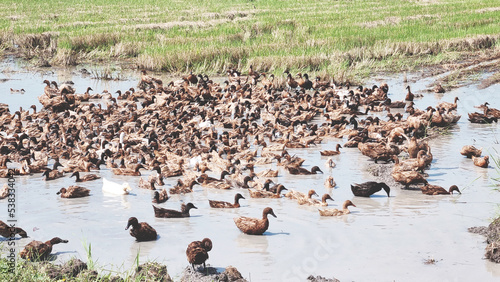 picture of a flock of domestic ducks Ducks steer freely in the fields. central thailand duck farm domestic duck duck farming farm herd watershed food trees tropical canal ducks nature landscape food s