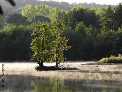 tree on the lake