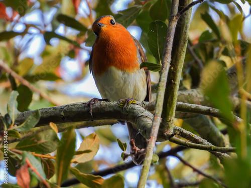robin on a branch