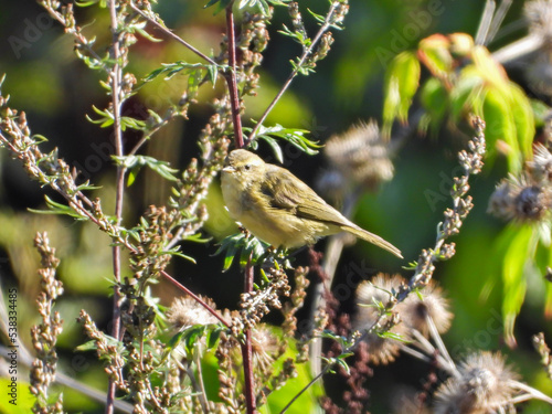 bird on a twig