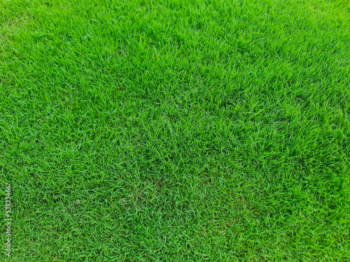 Green grass texture background Top view of green grass field used for green backdrop or wallpaper, lawn for football , Grass Golf Courses