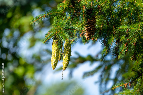  Inmature green european spruce (Picea abies) cones dripping resin. photo