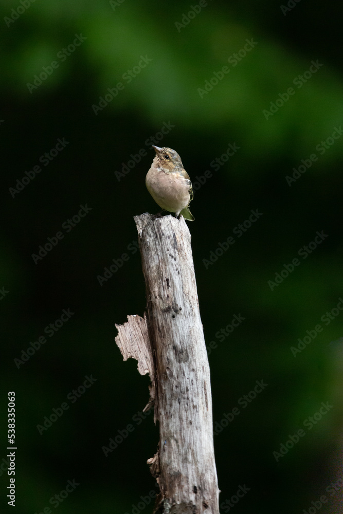 Obraz premium Bird on a tree