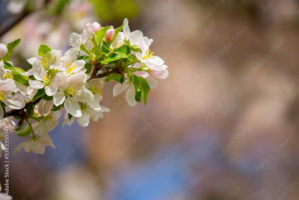 White flowers bloom in the trees. Spring landscape with blooming sakura tree. Beautiful blooming garden on a sunny day. Copy space for text. White flowers bloom in the trees. Spring landscape with blooming sakura tree. Beautiful blooming garden on a sunny day. Copy space for text.