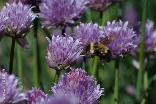 Side closeup of a Bombus affinis standing on the chives blurred in the background photo