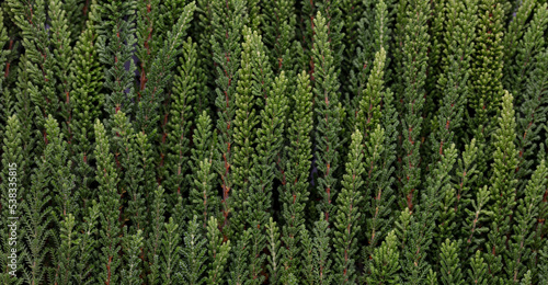 Branches of green calluna background, closeup. photo