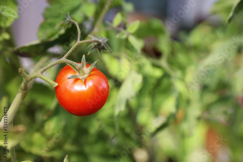 Fresh red tomato on the branch homegrown food