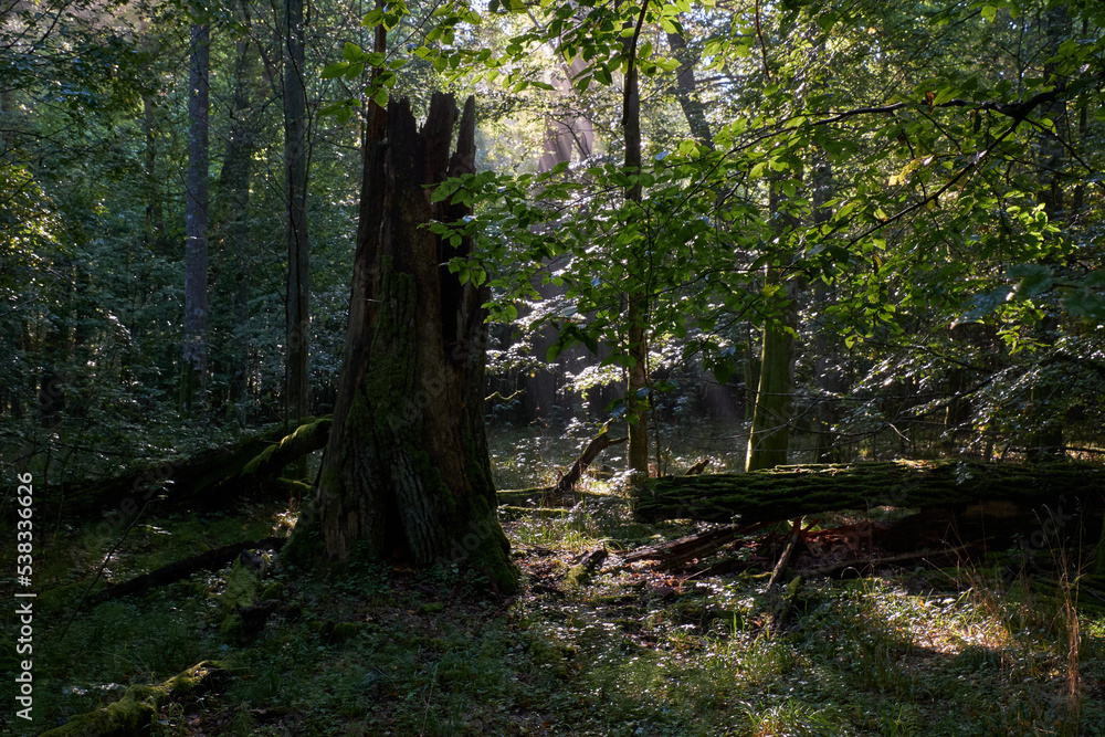 Deciduous stand with hornbeams and oaks