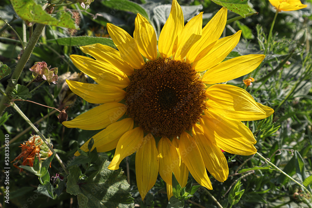 Obraz premium Sonnenblume, Blüte, Sonne, Blume
