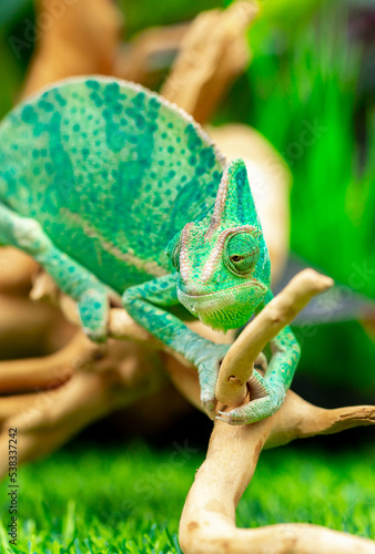 Chameleon close up. Multicolor beautiful reptile with colorful bright skin on a background of grass and leaves. Disguise and bright skins concept. Exotic tropical pet in its natural environment.