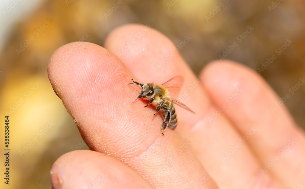 A bee on a person's hand close-up. Insect bite. A bee crawls over a person's skin.