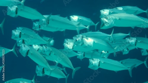 Close up of the school of Mackerel fish swims in the blue water with open mouth ram feeding on planton. Slow motion, Underwater shot, photo