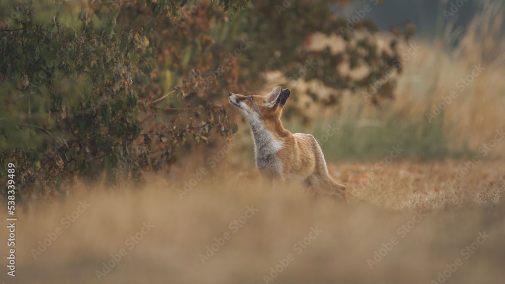 Rotfuchs (Vulpes vulpes) auf einer trockenen Wiese Rotfuchs (Vulpes vulpes) auf einer trockenen Wiese